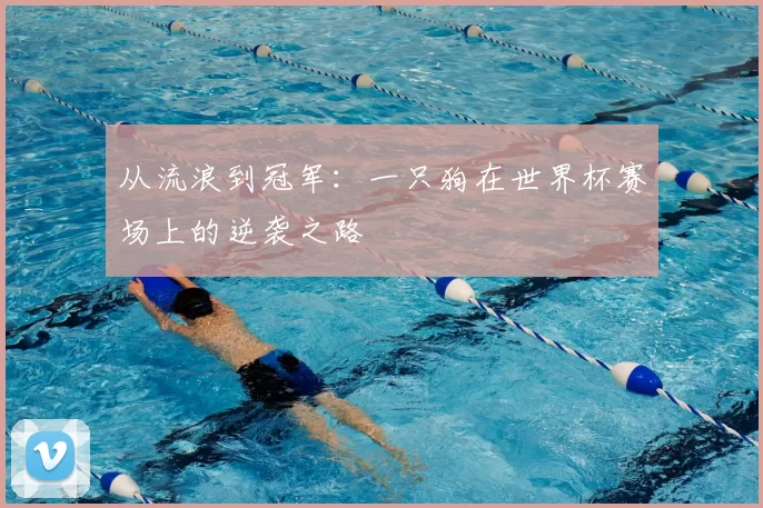 从流浪到冠军:一只狗在世界杯赛场上的逆袭之路