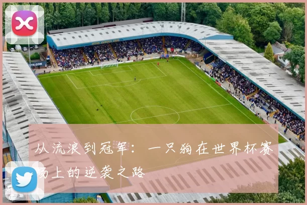 从流浪到冠军:一只狗在世界杯赛场上的逆袭之路